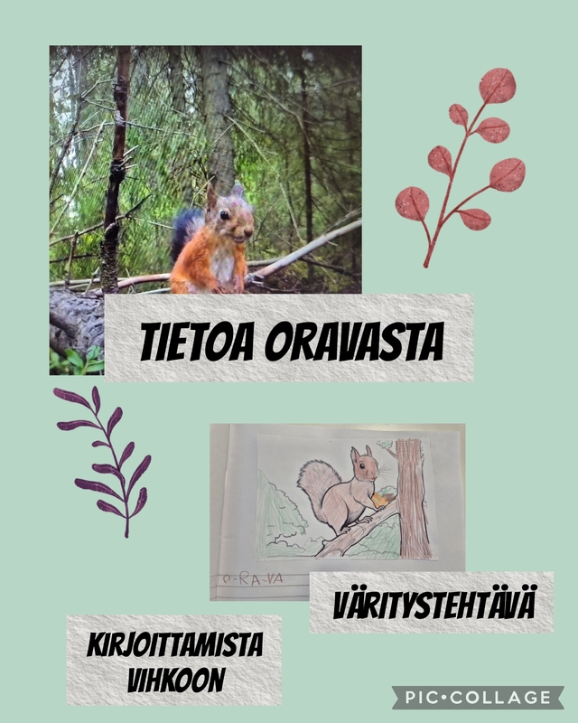 Tietoa oravasta