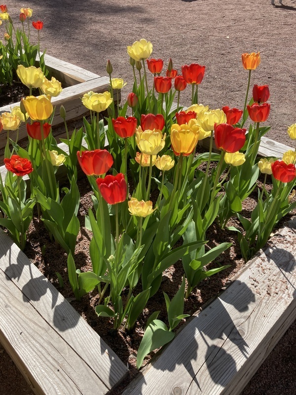 Syksyllä istutettiin tulppaanin mukulat pihan laatikoihin.🌹