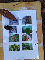 Metsäretkellä etsimme luonnonasioita