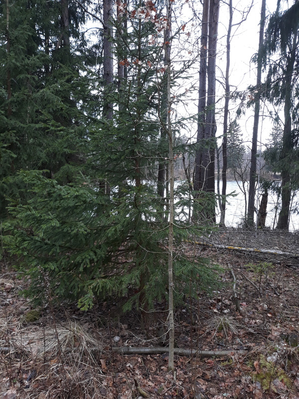 Ikivihantana kuusi Tammilapsen viereen sai.Jokos kohta Tammessakin vihertävää nähdään kai?