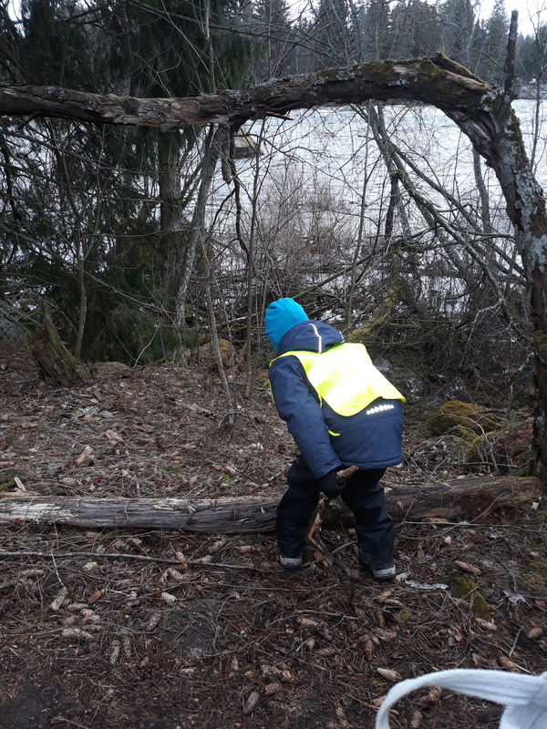 Kaartunut on vanha puu.Koskenrantaan kumartuu..
