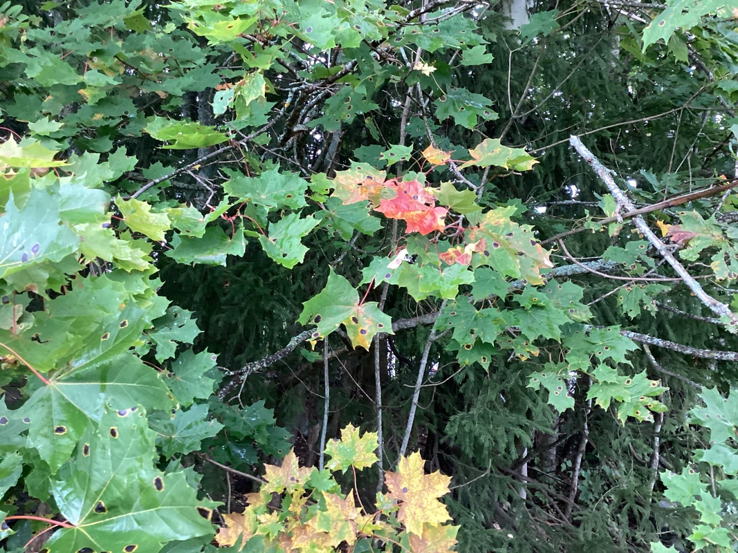 IMG_1804.jpeg
