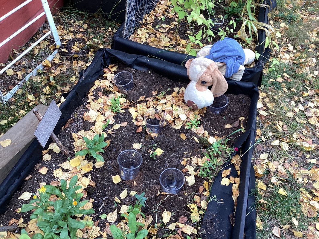 Tauno tutkii eskareitten sademittareita