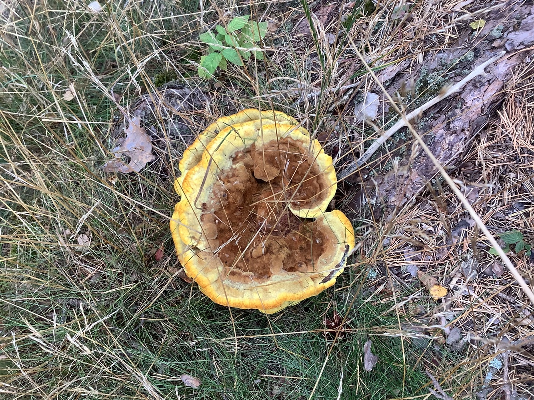 Metsäretken sienilöytö