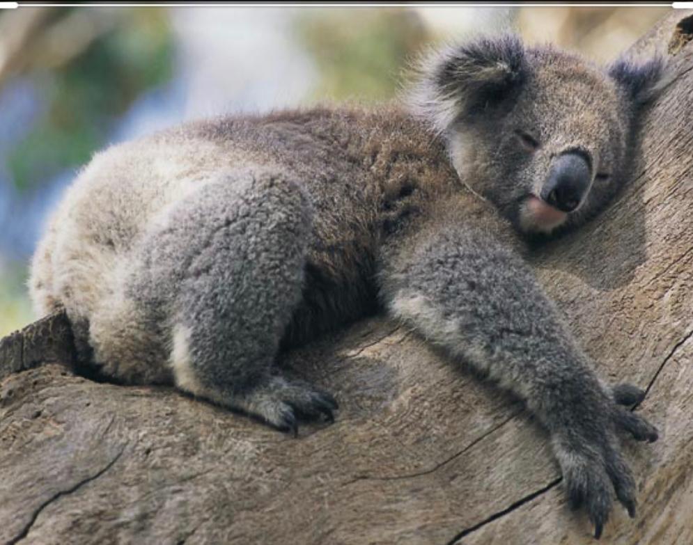 koala.jpeg