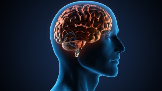 brain.jpg