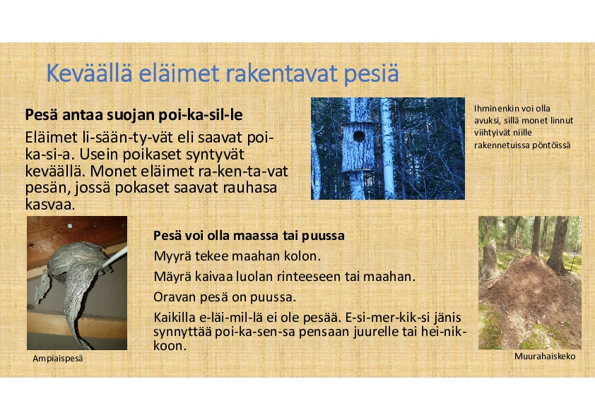 kevät_eläimet_pesä