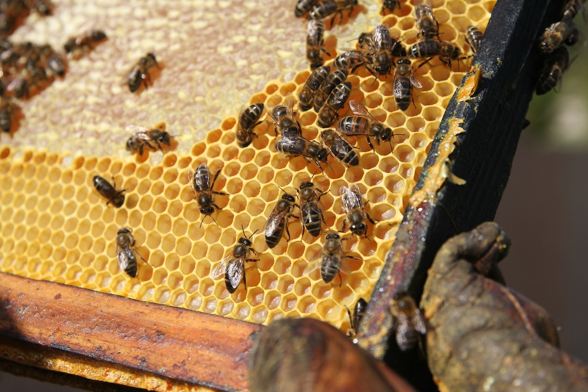 bee-203415_1920.jpg