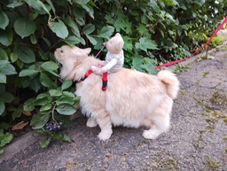 Kissan kyydissä tutkimassa lähiympäristöä