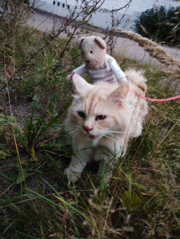 Reissu-Nalle matkustaa kissan kyydissä