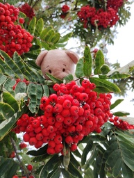 Nalle löysi pihlajanmarjoja