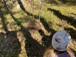 Lapsi katsoo muurahaispesää