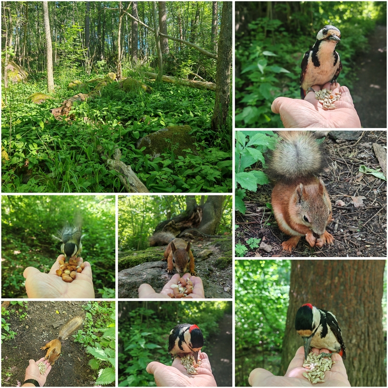 photocollage_202671713956796.jpg