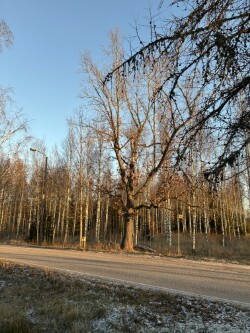 IMG_0141.jpeg