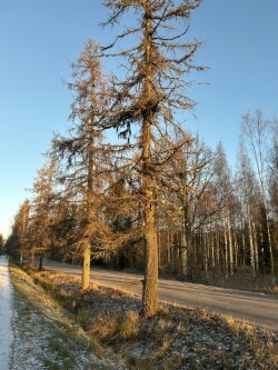 IMG_0143.jpeg