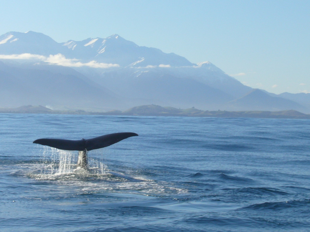 Kuva sukeltavan valaan pyrstöstä meressä, taustalla vuoristoa.