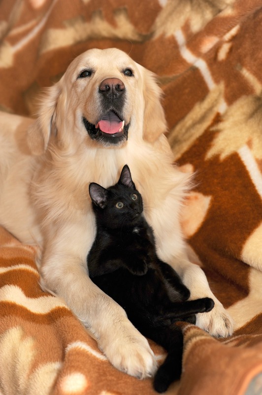 dog-and-cat-2908810_1920.jpg