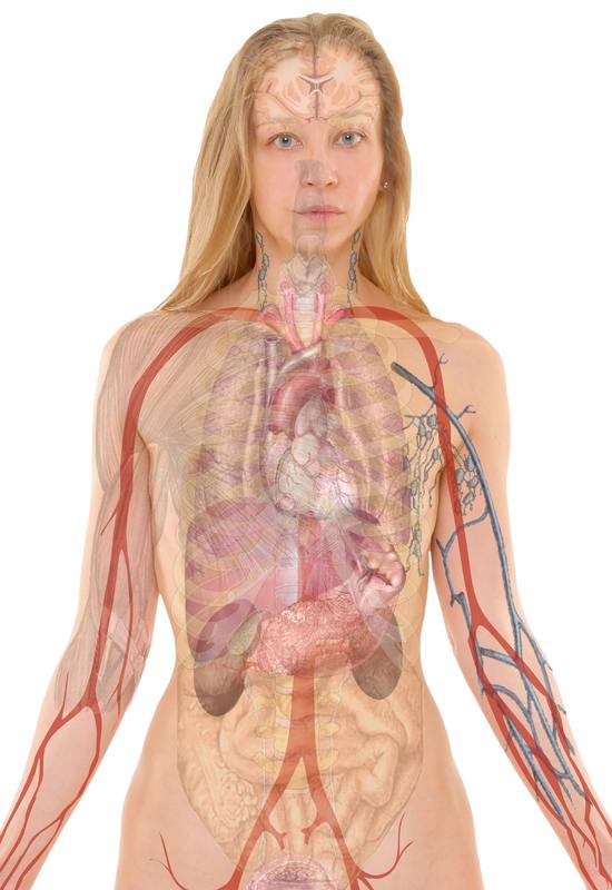Kuva ihmisen anatomiasta