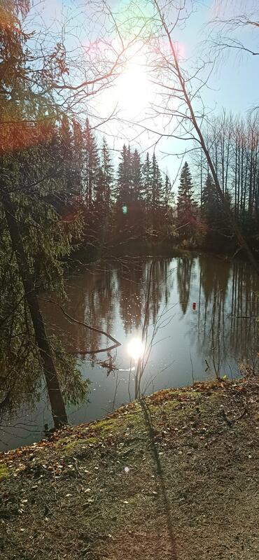 Kuvassa metsämaisema.