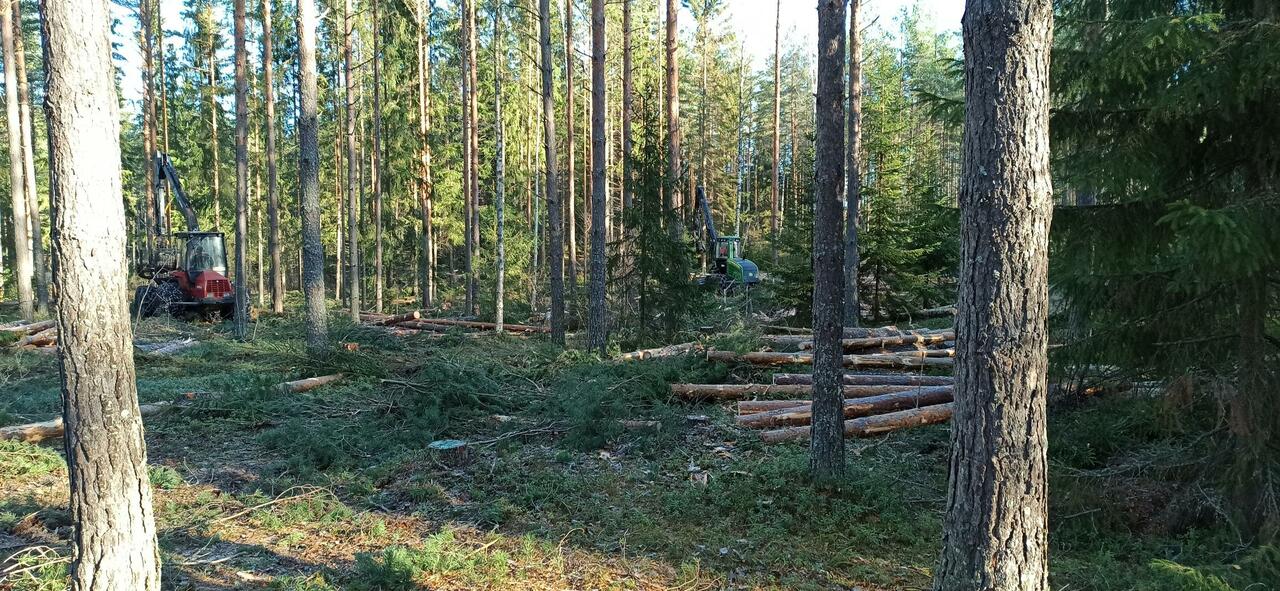 Kuvassa kaksi metsäkonetta metsässä.
