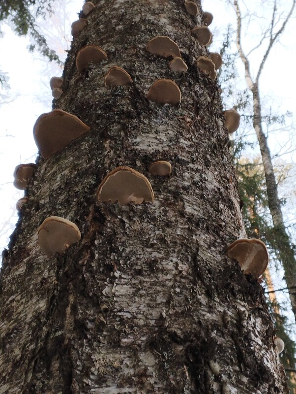 Lahottajat töissä.jpg