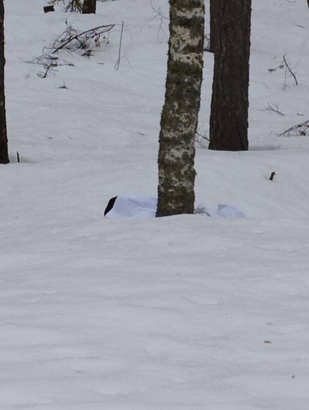 Suojavärin vaikutus talvella -harjoitus.jpg