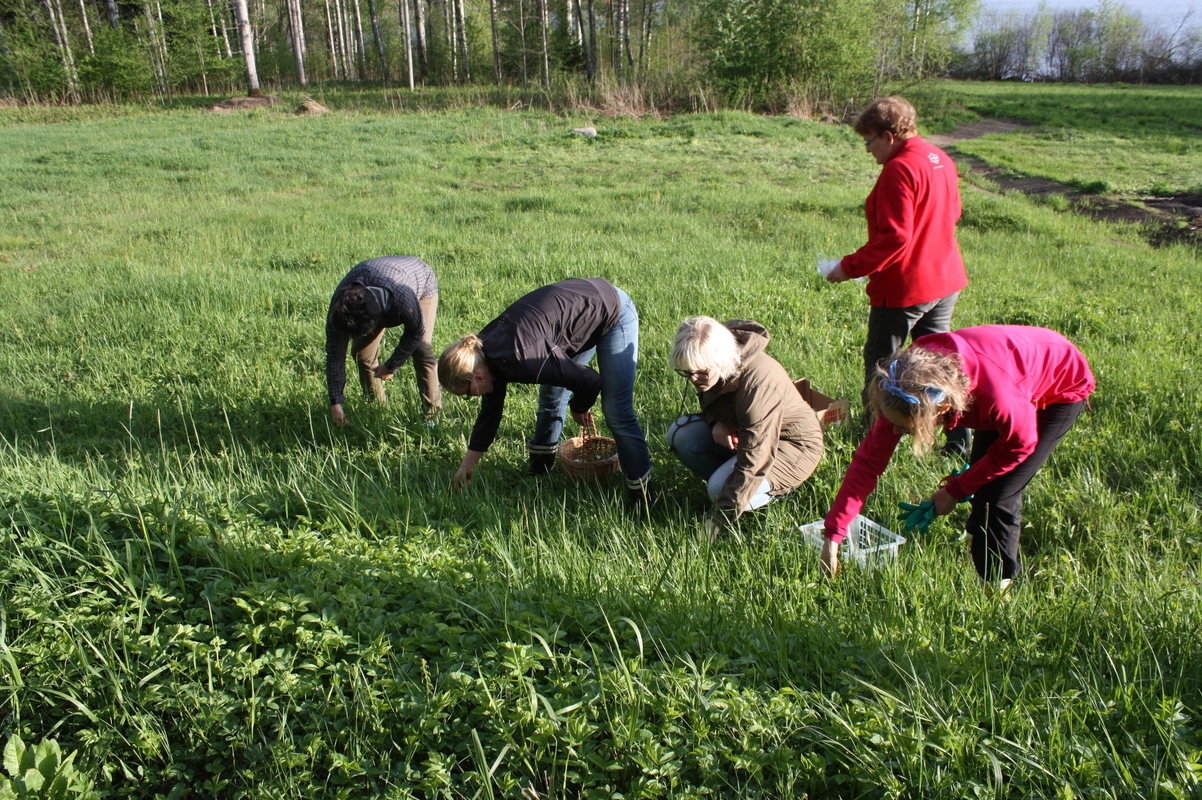 Opiskelijat keräävät pellolta villiyrttejä.