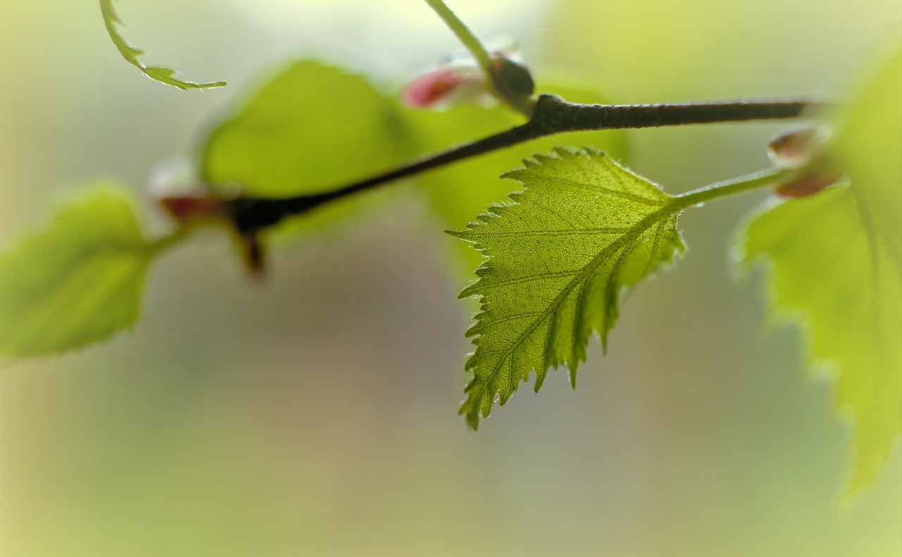 birch-6159054_1280.jpg