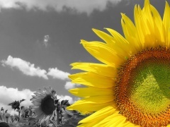 editoitu_sunflower_pieni.jpg
