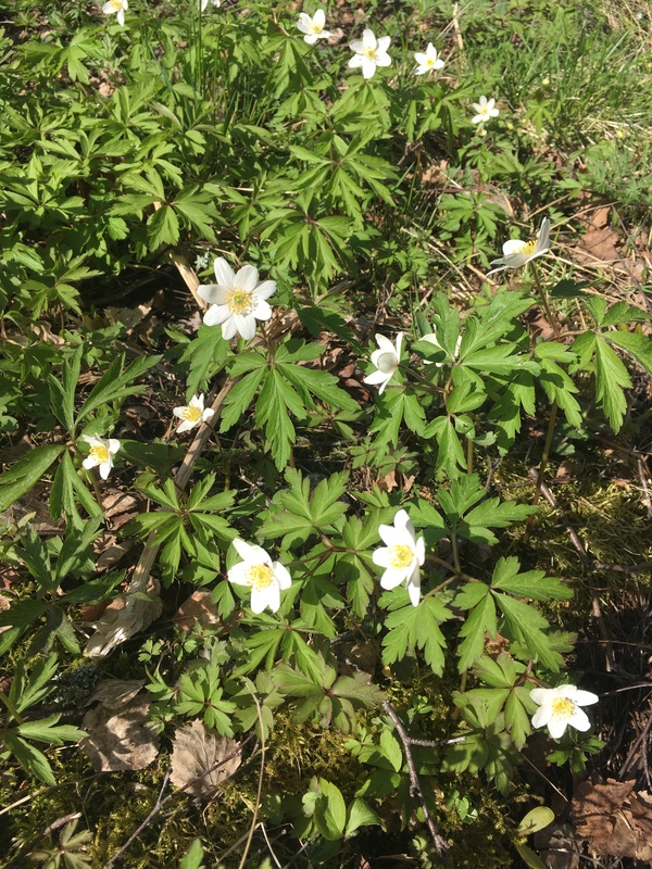 Päivän pähkinä: Mikä kasvi?