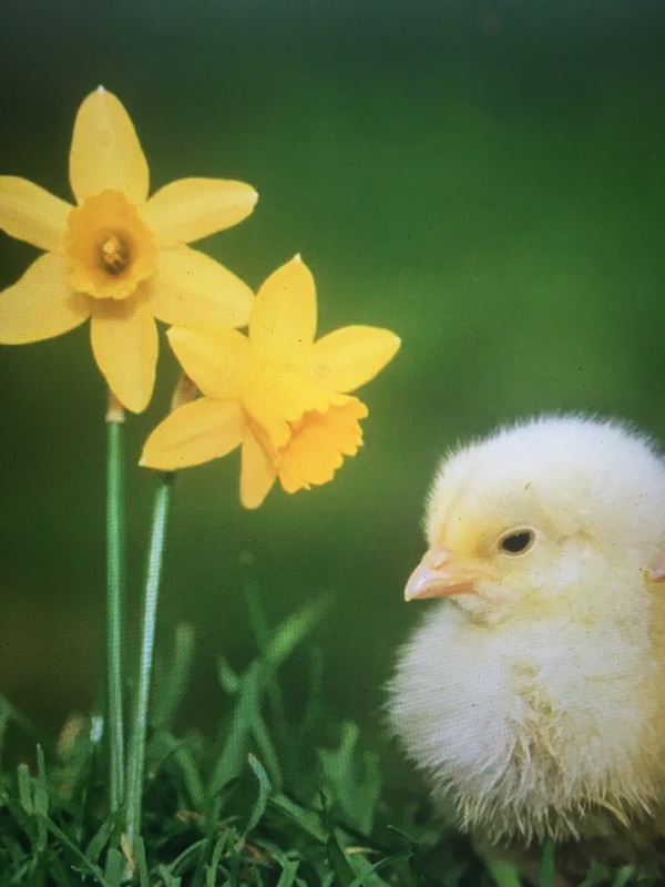 Hyvää pääsiäistä! Happy Easter! Glad påsk!