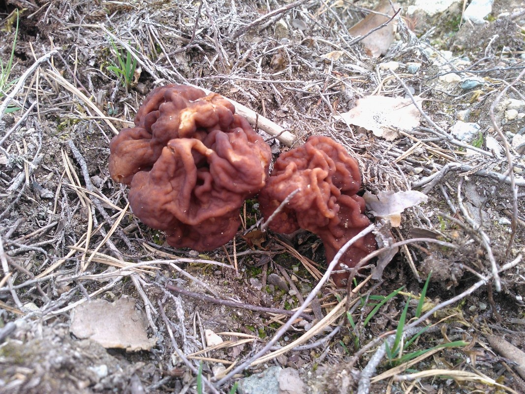 korvasieni1.jpg
