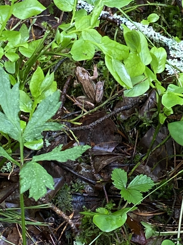 Metsäretki.