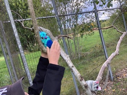 Pehmoeläimet apuna käsitteiden opettelussa. Vie pehmoeläin puuhun.