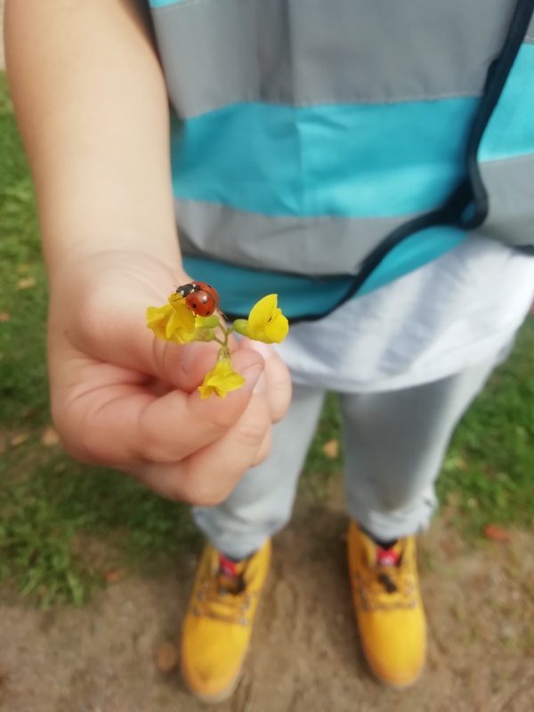 Leppäkerttu kukkasen päällä.