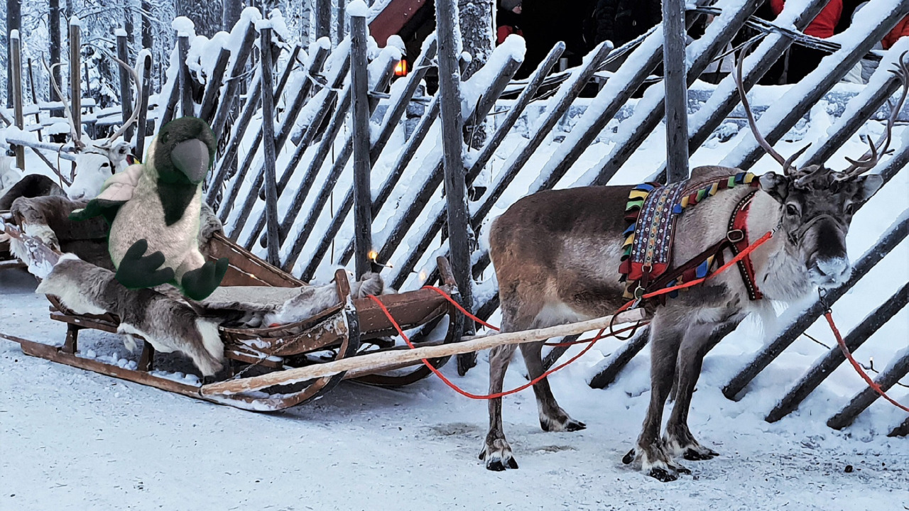 vahvuusvaris lapissa.