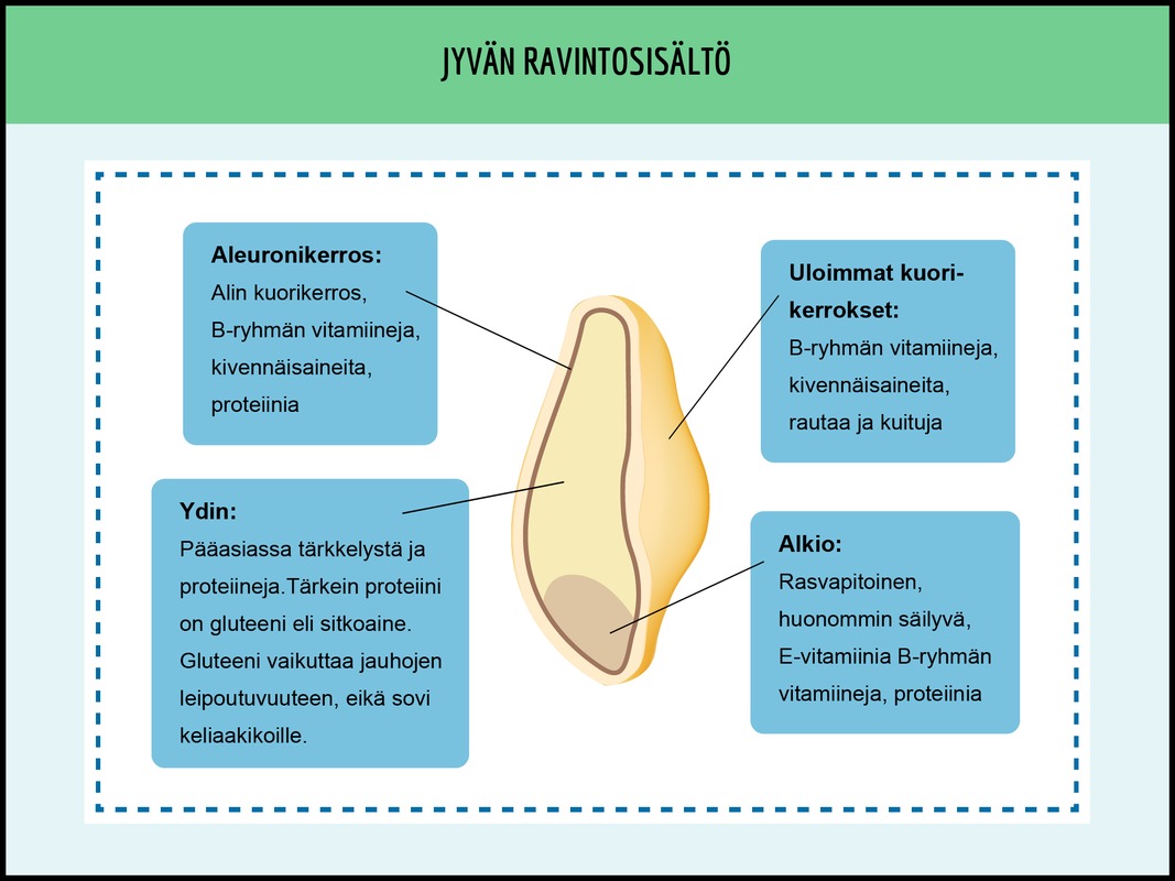 Jyvän rakenne