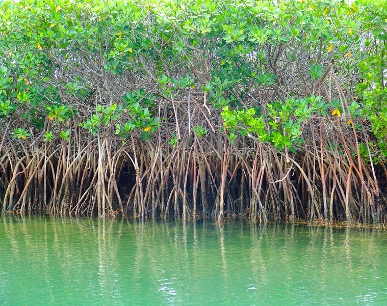 ge7_mangrove_shutterstock_145843949.jpg