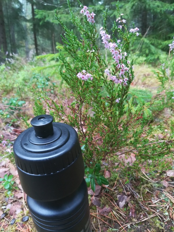 Kanerva - Calluna vulgaris