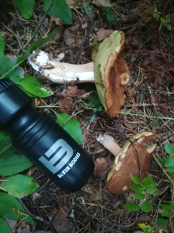 Herkkutatti - Boletus edulis