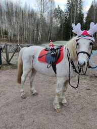 Minni-tonttu istuu valkoisen ponin satulassa, jolla on punainen satulahuopa, kulkuset kaulassa ja poron sarvet päässä.