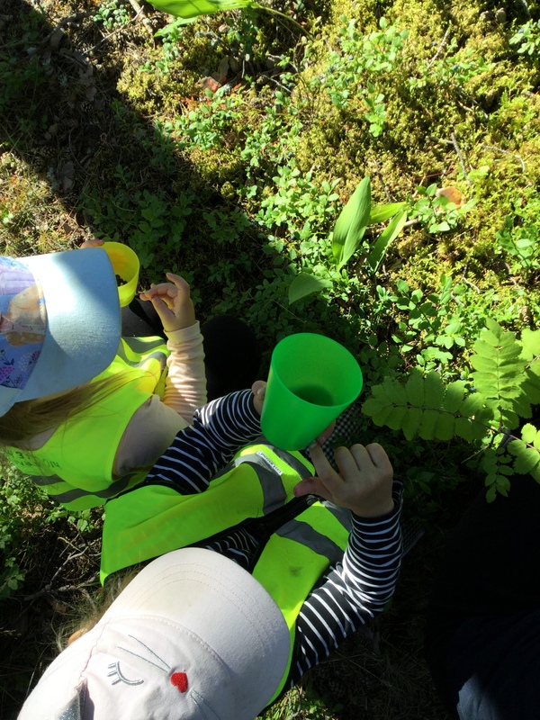 Mustikoita keräämässä metsässä.