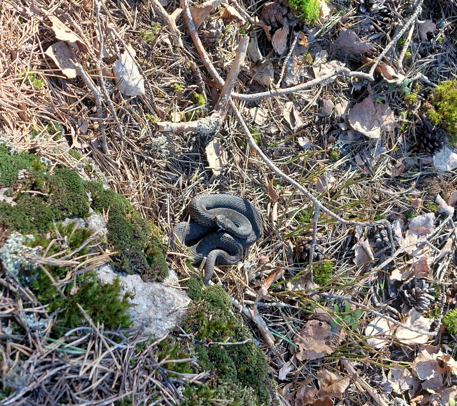 Ma 13.4.metsäretkellä tapasimme käärmeen