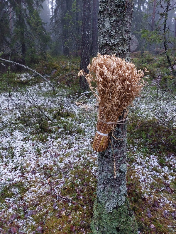 Ma 15.12.veimme metsään joulutervehdyksen