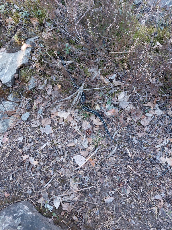 Ma 27.4.näimme metsäretkellä komean kyyn