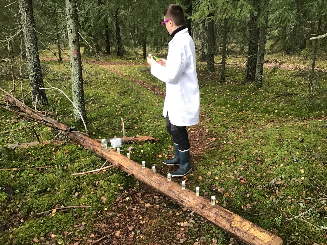 Herra professori Villendemus oli metsässä tekemässä pohjaeläintutkimusta ma 26.10.