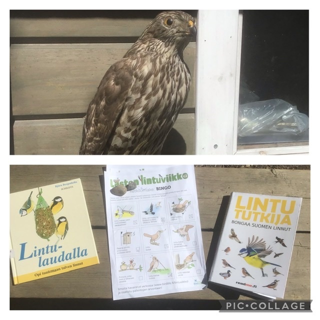 Ma 16.5. Aloitimme Lasten lintuviikon havainnoinnit