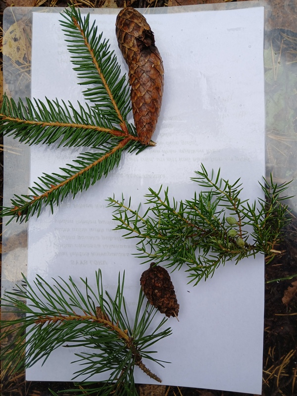 Granens barr är korta och sitter ett och ett, tallens barr är långa och sitter två och två. Enens barr är korta och sitter tre och tre och STICKS!