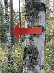 IMG_2625.jpeg