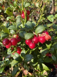 IMG_2646.jpeg